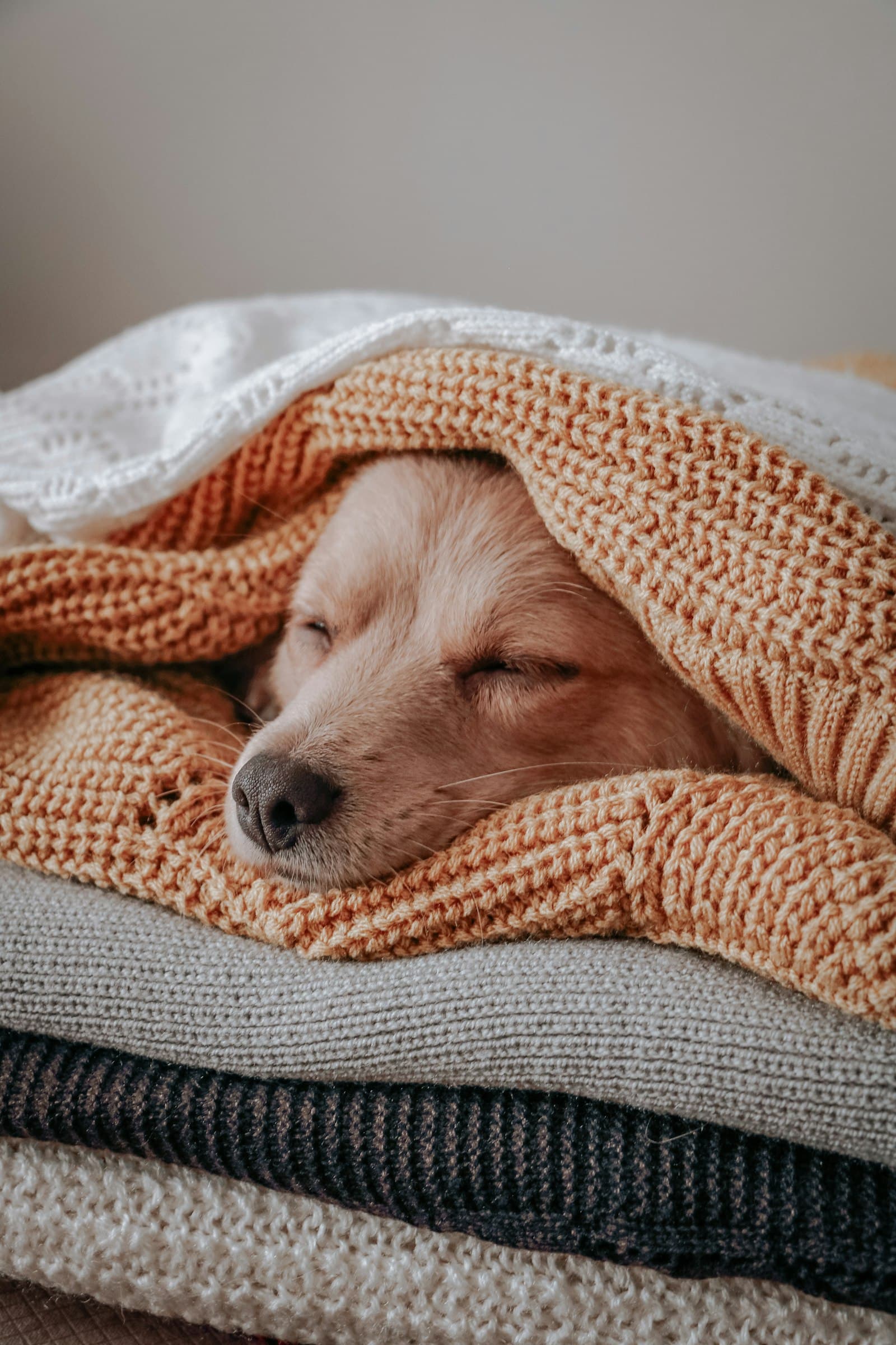 A dog asleep in a pile of soft blankets